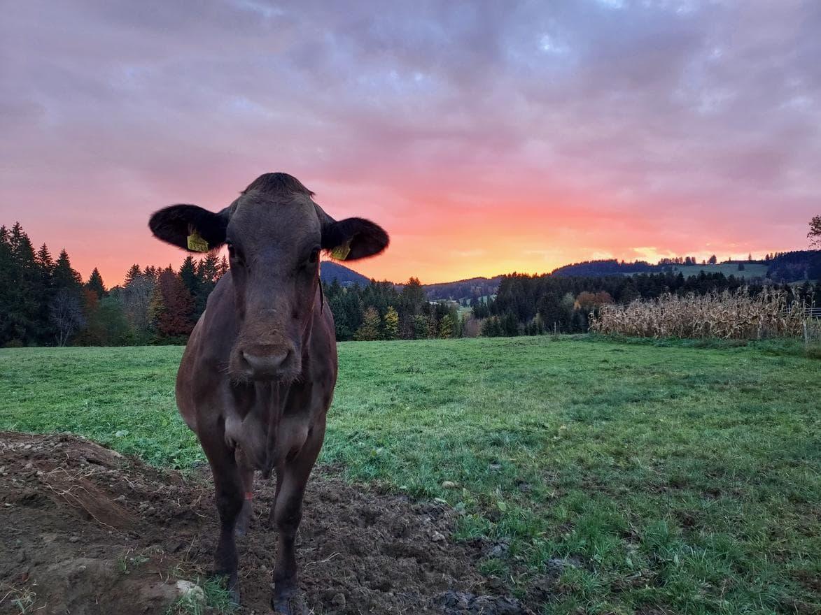 Bild von Mayer Florian
